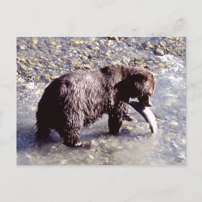 Grizzly bear catching a fish on Vancouver Island Postkarte (Vorderseite)