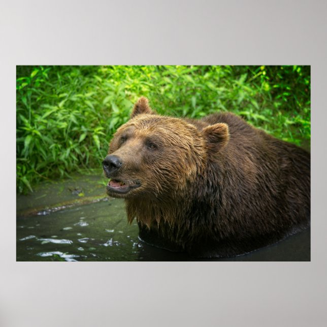 Grizzly Bear Nah-Up Poster (Vorne)