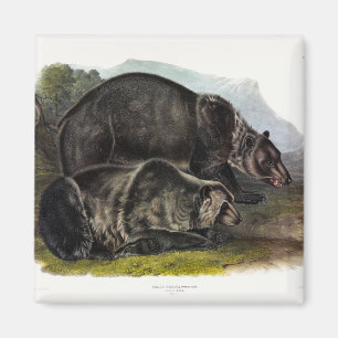 Grizzly Bear (Nordamerikanischer Braunbär) - Audub Magnet