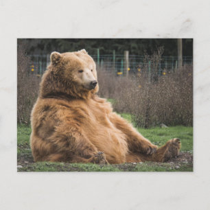 GRIZZLY BEAR SITZEN UNTER DER NIEDLICHEN POSTCARD POSTKARTE