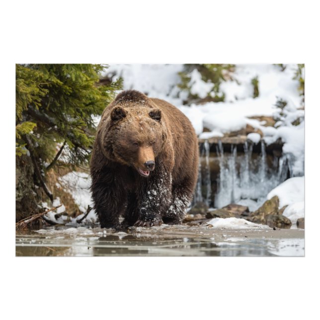 Grizzly Bear Walking Along River Fotodruck (Vorne)