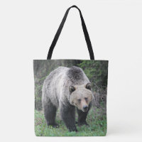 Grizzly Bear Walking in den Wäldern