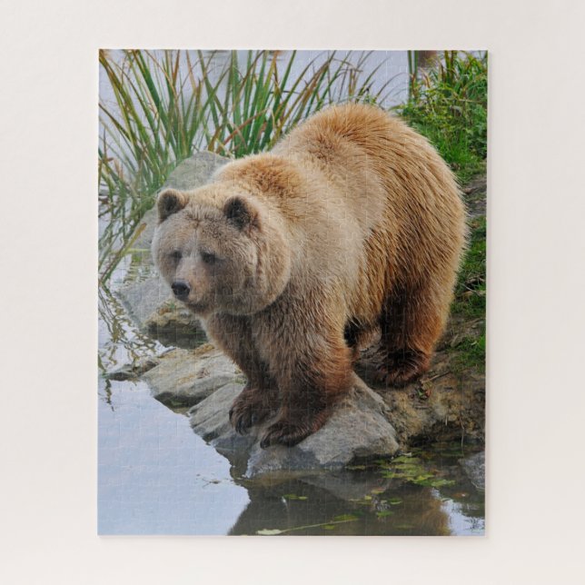 Grizzly Bear Wildlife Animal Fotografie (Vertikal)