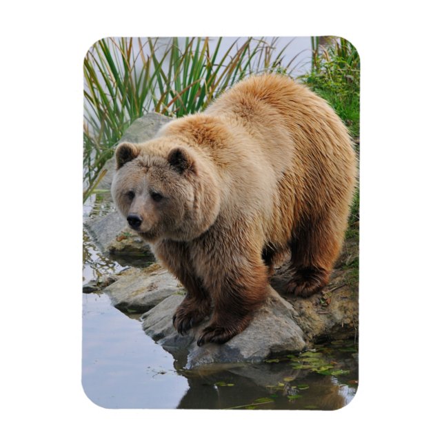 Grizzly Bear Wildlife Animal Fotografie Magnet (Vertikal)