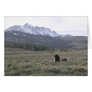 Grizzly Butts