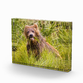 Grizzly cuzing, Alaska Fotoblock