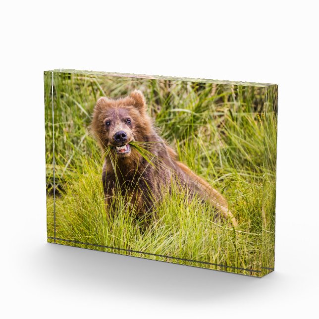 Grizzly cuzing, Alaska Fotoblock (Rechts)