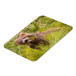 Grizzly cuzing, Alaska Magnet