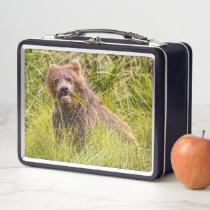 Grizzly cuzing, Alaska Metall Brotdose