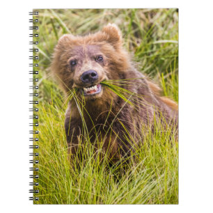Grizzly cuzing, Alaska Notizblock