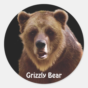 Grizzly Portrait Ours Stickers Faune
