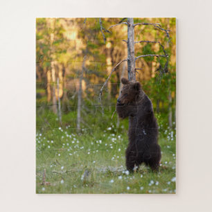 Grizzlybär