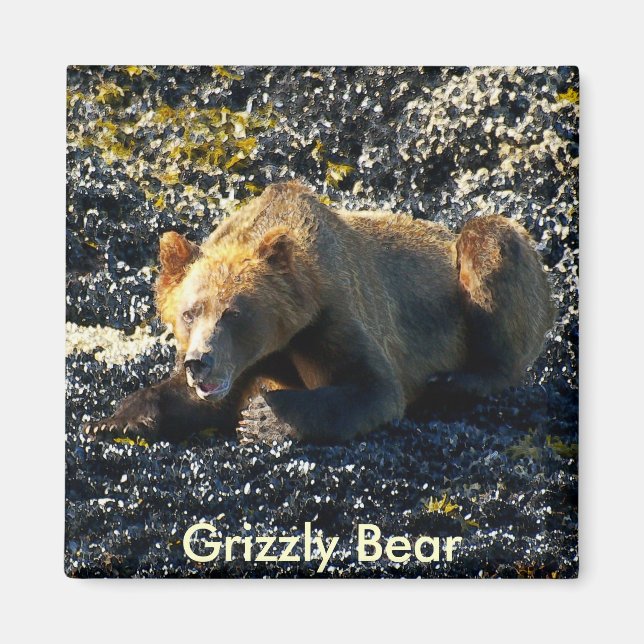 Grizzlybär Art Magnet (Vorne)