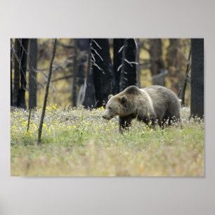 Grizzlybär auf dem Gebiet Poster