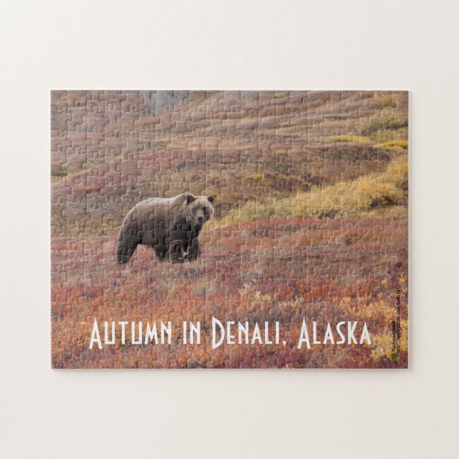 Grizzlybär bewegt sich durch Herbstfarben in Alask (Horizontal)