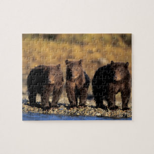 Grizzlybär, Braunbär, Junge, Katmai-National