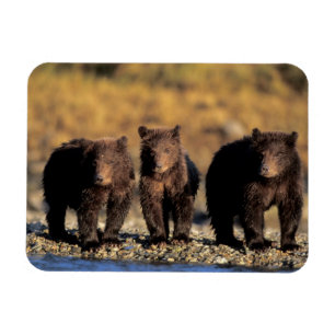 Grizzlybär, Braunbär, Junge, Katmai-National Magnet
