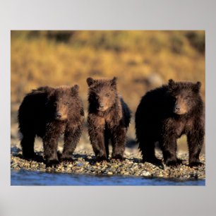 Grizzlybär, Braunbär, Junge, Katmai-National Poster