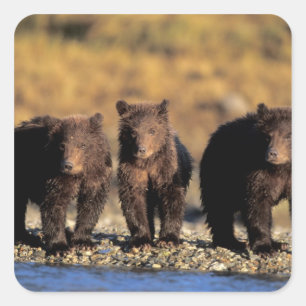 Grizzlybär, Braunbär, Junge, Katmai-National Quadratischer Aufkleber