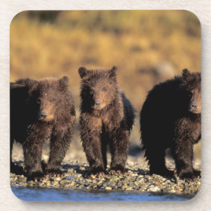 Grizzlybär, Braunbär, Junge, Katmai-National Untersetzer