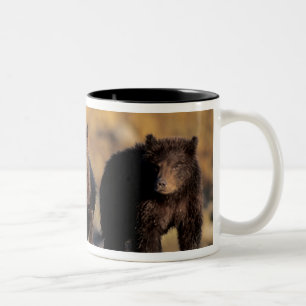 Grizzlybär, Braunbär, Junge, Katmai-National Zweifarbige Tasse