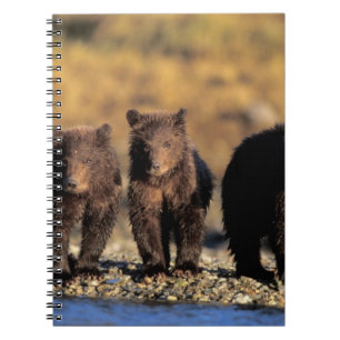 Grizzlybär, Braunbär, Jungen, Katmai National Notizblock