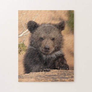 Grizzlybär CUB