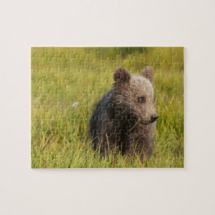 Grizzlybär CUB
