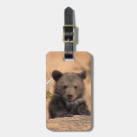 Grizzlybär CUB
