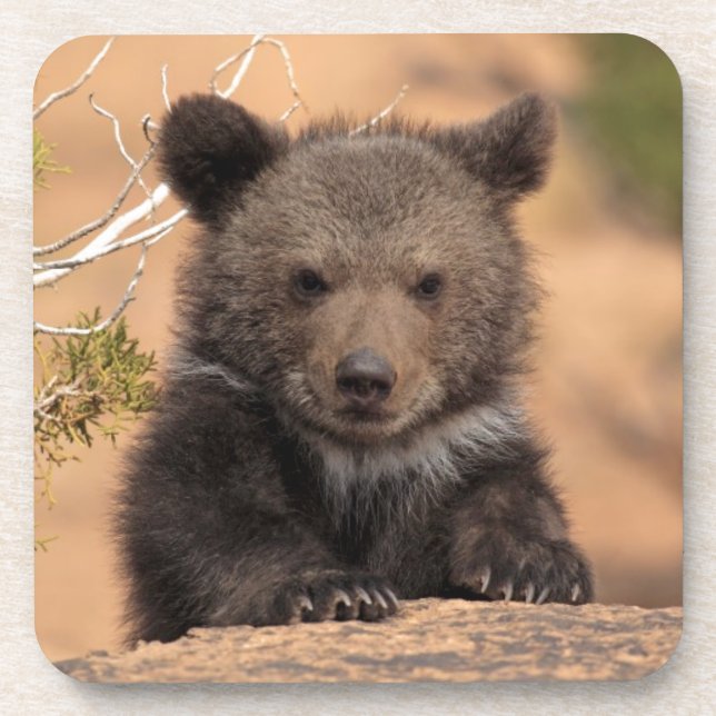 Grizzlybär Cub Getränkeuntersetzer (Vorderseite)
