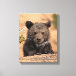 Grizzlybär Cub Leinwanddruck