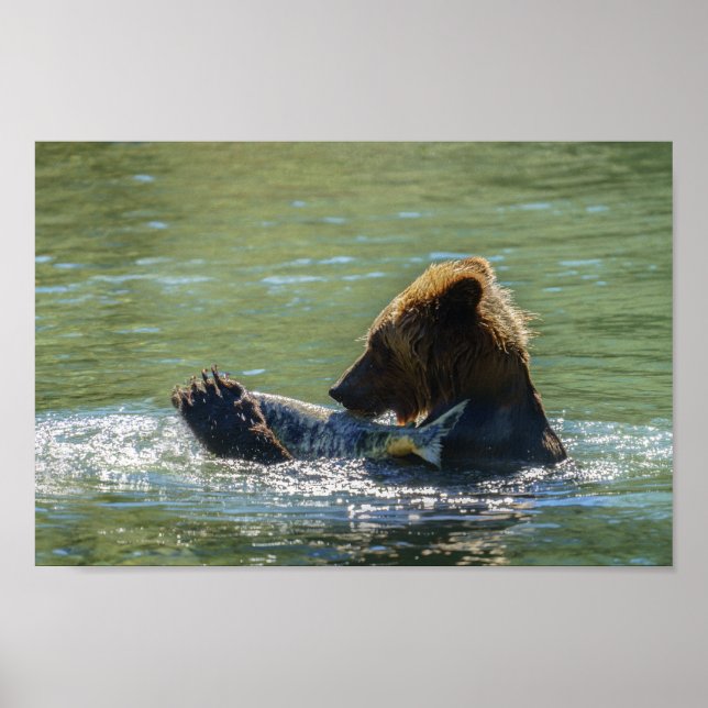 Grizzlybär Ein Lachs gefangen Poster (Vorne)
