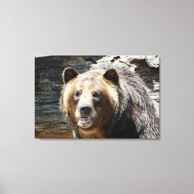 Grizzlybär gepackte Leinwand (Vorderseite)