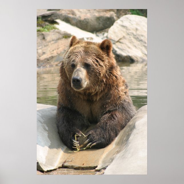 Grizzlybär großes Poster 2 (Vorne)