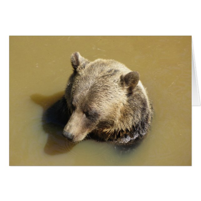 Grizzlybär im Wasser (Vorderseite (Horizontal))