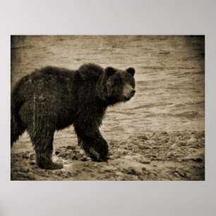 Grizzlybär in der Antike Poster