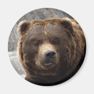 Grizzlybär Magnet