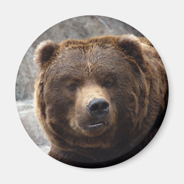 Grizzlybär Magnet (Vorne)