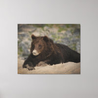 Grizzlybär mit Sandnase