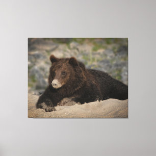 Grizzlybär mit Sandnase Leinwanddruck