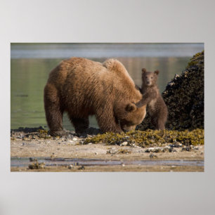 Grizzlybär-Mutter mit Jungtier an einem Strand Poster