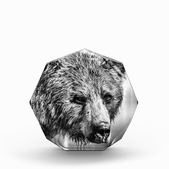 Grizzlybär-Portrait Fotoblock (Vorderseite)