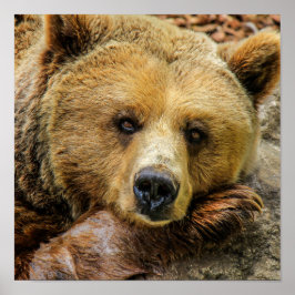 Grizzlybär Poster