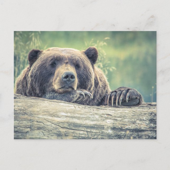 Grizzlybär Postkarte (Vorderseite)
