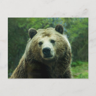 Grizzlybär Postkarte