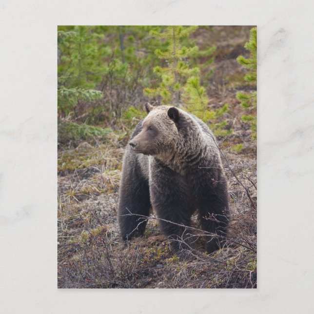 Grizzlybär Postkarte (Vorderseite)