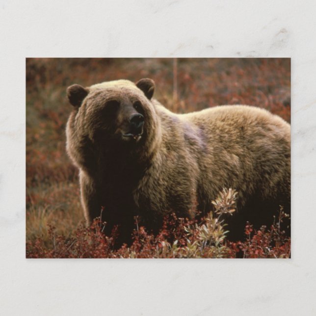Grizzlybär Postkarte (Vorderseite)