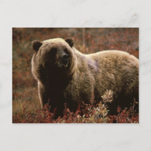 Grizzlybär-Postkarte Postkarte