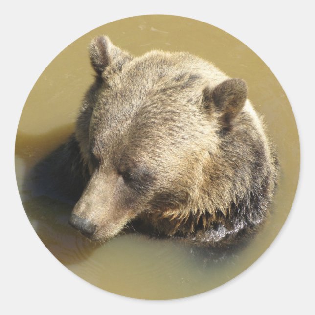 Grizzlybär Runder Aufkleber (Vorderseite)