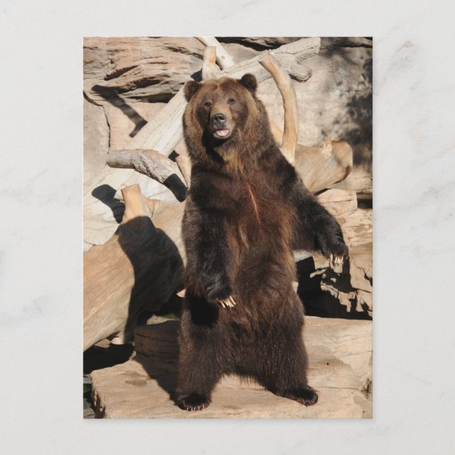 Grizzlybär-Sau Postkarte (Vorderseite)